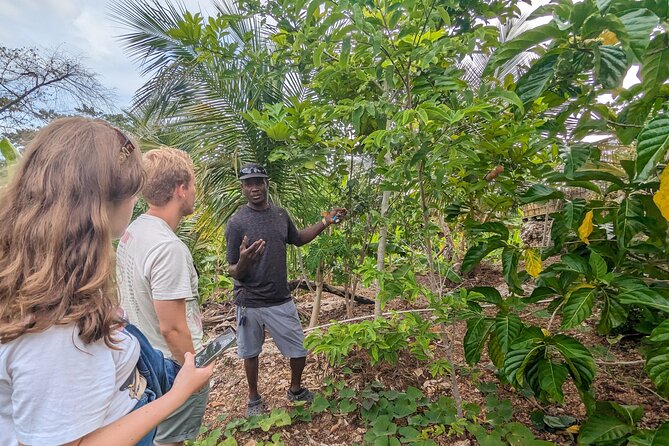 Jamaican Roots Tropical Farm Tour - Explore & Chill (2 Hr) - Key Points