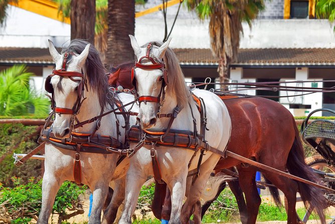 Jerez and Cadiz Day Trip From Seville - Key Points