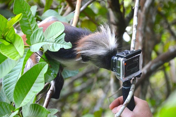 Jozani Forest Reserve Half-Day Guided Tour From Zanzibar - Key Points