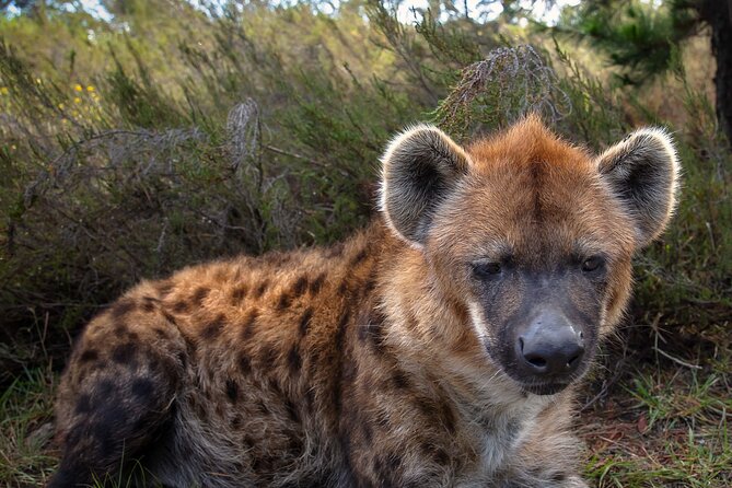 Jukani Wildlife Sanctuary Admission With Guided Tour - Overview of Jukani Wildlife Sanctuary