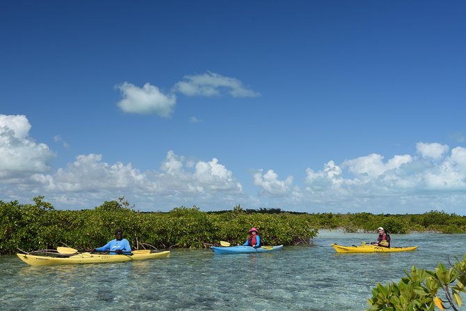 Kayak Eco Tour - Features