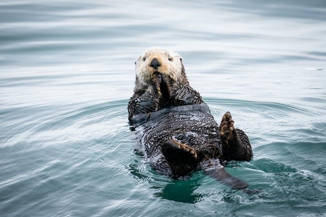 Kenai Fjords National Park Glacier & Wildlife Cruise - Key Points