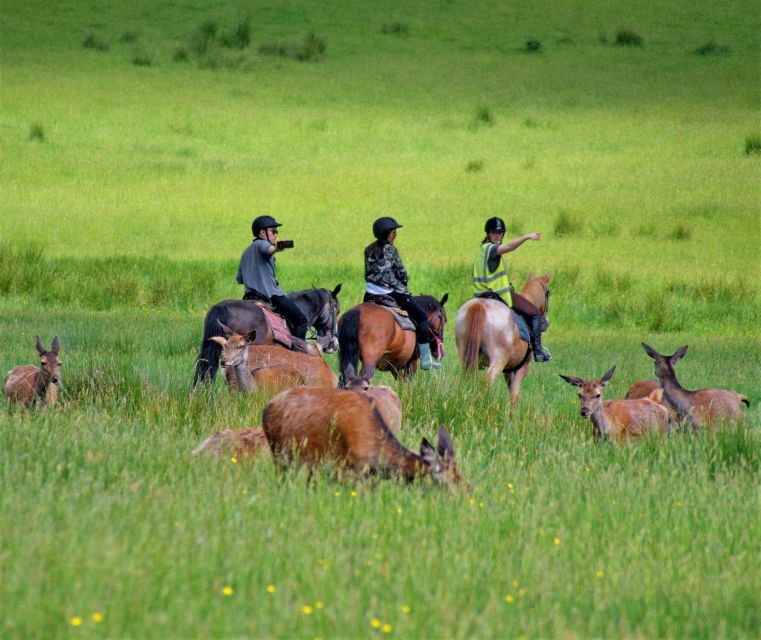 Kerry: Guided Horse Riding Tour in Killarney National Park - Key Points