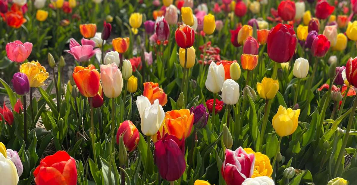 Keukenhof: Private Keukenhof and Free Tulip Tour - Key Points