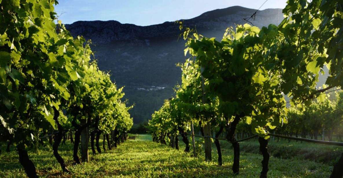 Konavle Wine Tasting Tour From Dubrovnik With 2 Vinerys - Key Points