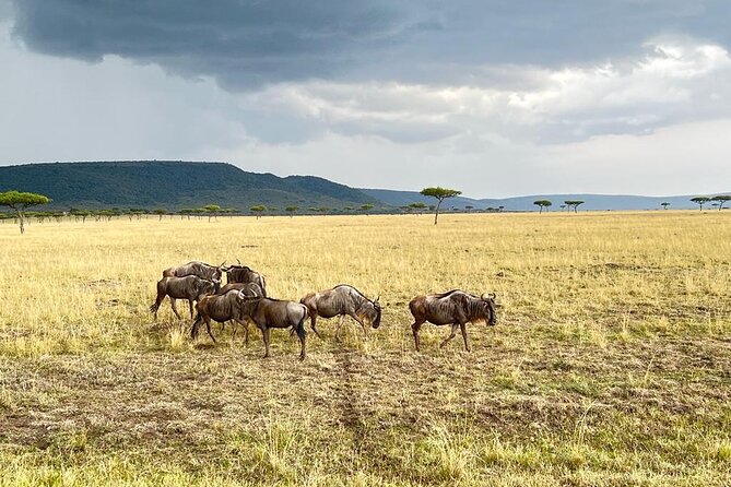 Lake Nakuru, Naivasha & Masai Mara 5 Days 4x4 Jeep Safari - Key Points