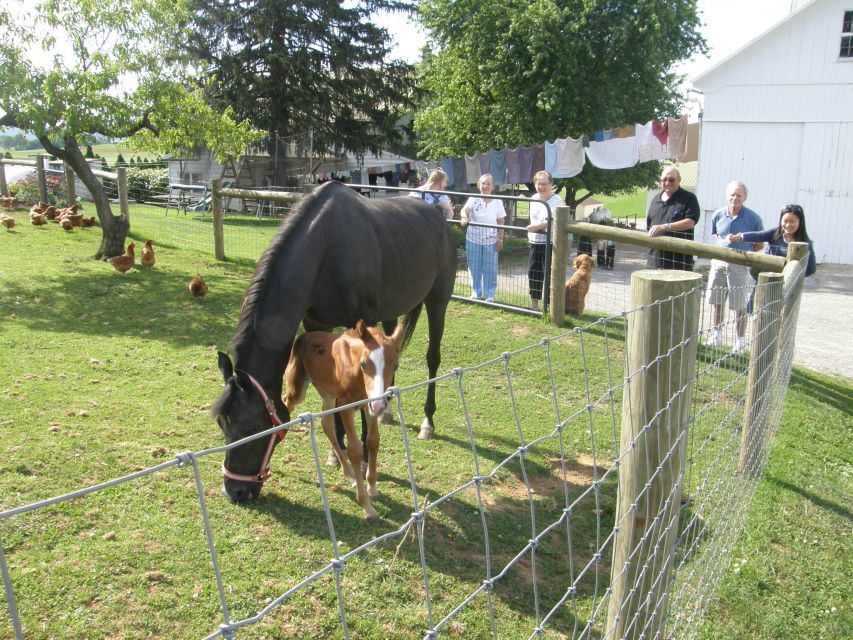 Lancaster: Amish Experience Visit-in-Person Tour of 3 Farms - Key Points