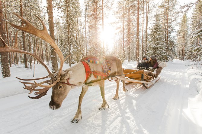 Lapland Reindeer Safari From Rovaniemi - Key Points