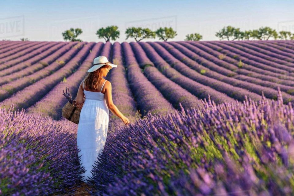 Lavender Fields Tour - Key Points