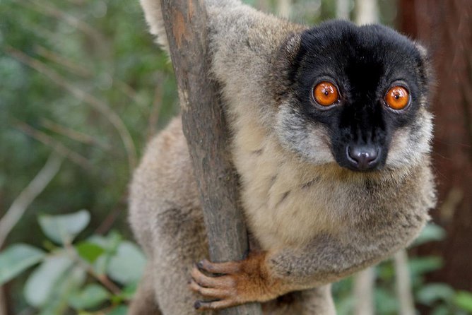 Lemur Day Tour at Andasibe Rainforest and Vakona Lodge Reserve - Key Points