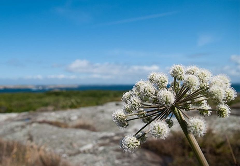 Lilla Bommen: 4-Hour Guided Boat Tour to Vinga Island - Key Points