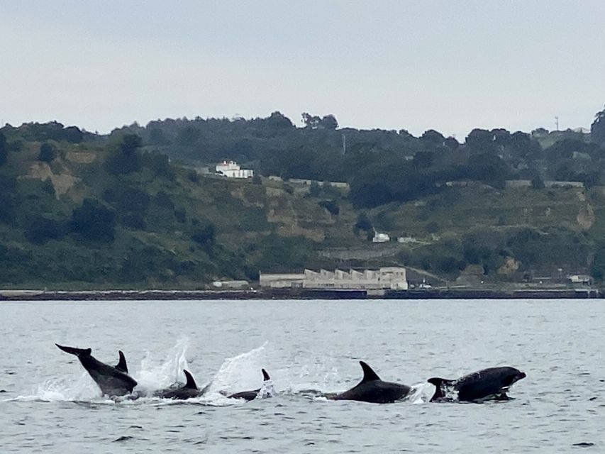 Lisbon: Dolphin Watching Boat Tour - Key Points