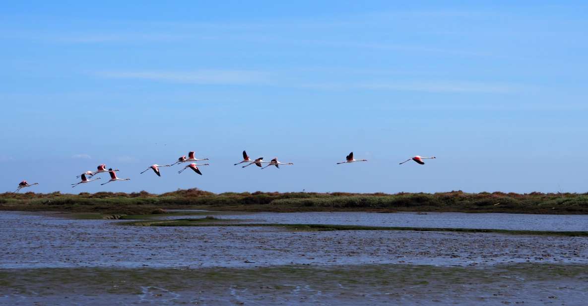 Lisbon: Tagus Estuary Nature Reserve Birdwatching Boat Tour - Key Points