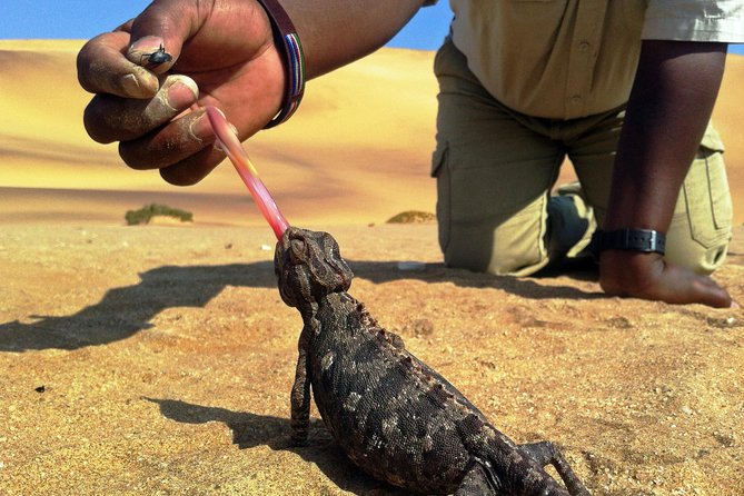 Living Dunes Experience From Swakopmund - Key Points