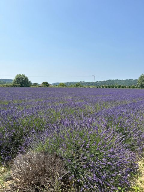 Luberon & Lavender Fields Tour - Key Points