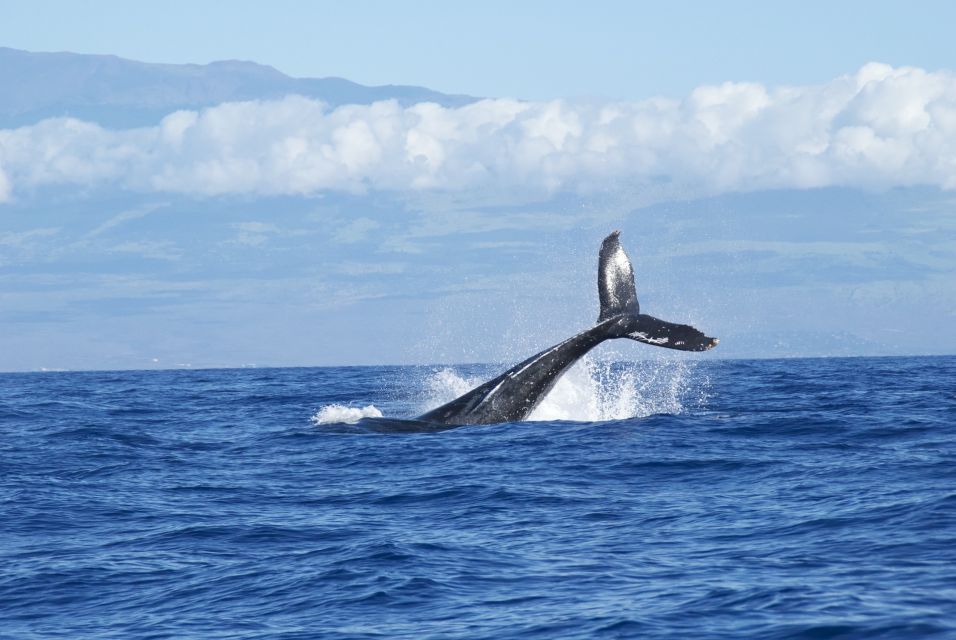 Maalaea: Small Group 2-Hour Whale Watch Experience - Key Points