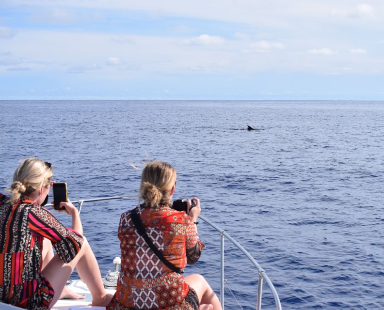 Madeira: 2.5-Hour Whale and Dolphin-Watching Cruise - Key Points