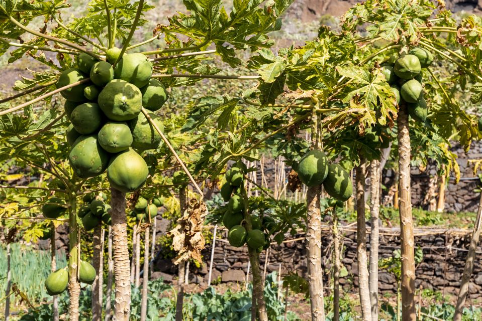 Madeira: Faja Dos Padres Private Sightseeing Tour - Key Points