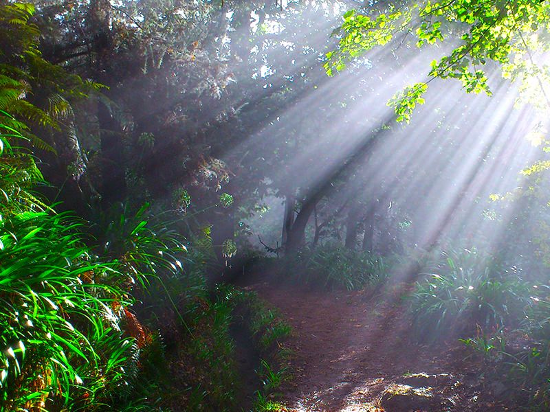 Madeira: Paradise Valley Levada Walk - Key Points