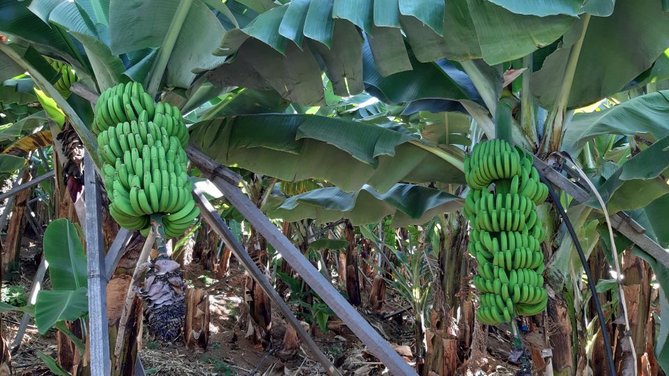 Madeira: Private Banana Farm Tour With Pickup - Key Points