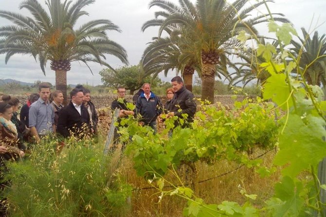 Mallorca Half Day Private Wine Tour With Wine Tasting - Key Points