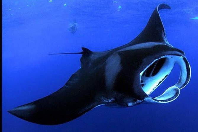 Manta Ray Night Snorkel Kona Big Island, Hawaii - Key Points