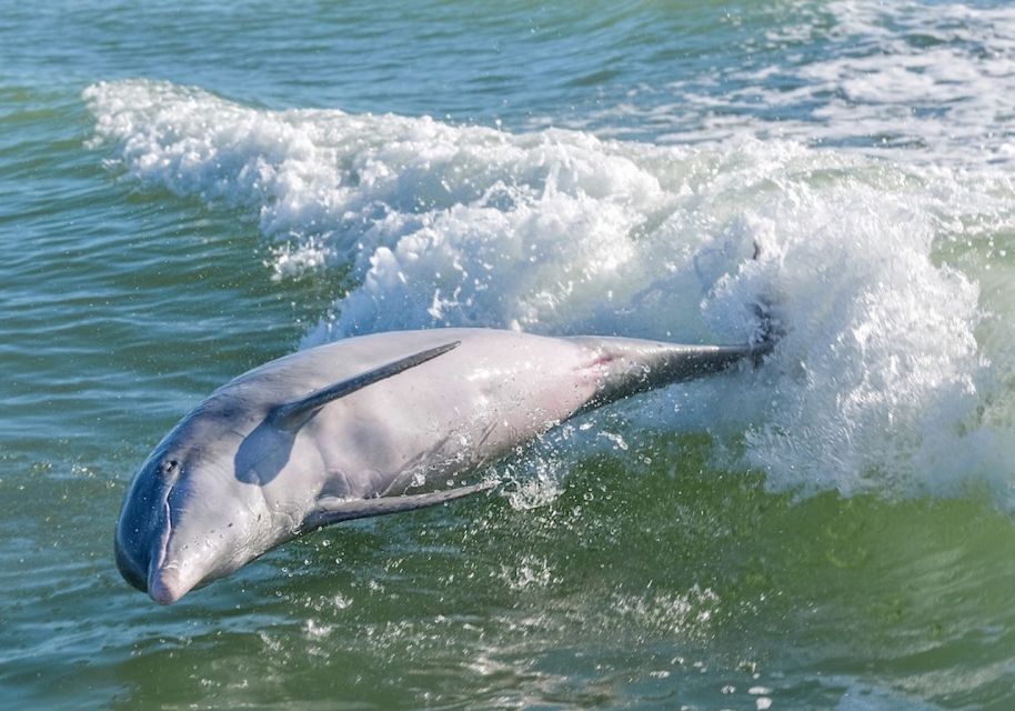 Marco Island: Boat Tour to Cape Romano and 10,000 Islands - Key Points