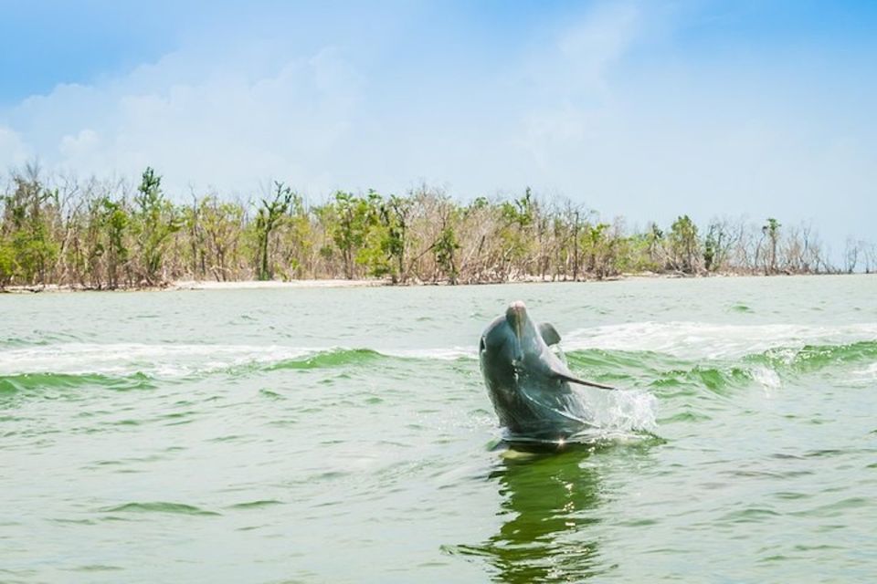 Marco Island: Dolphin-Watching Boat Tour - Key Points