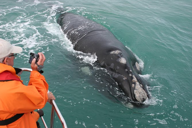 Marine Big 5 Safari With Transport From Hermanus - Key Points