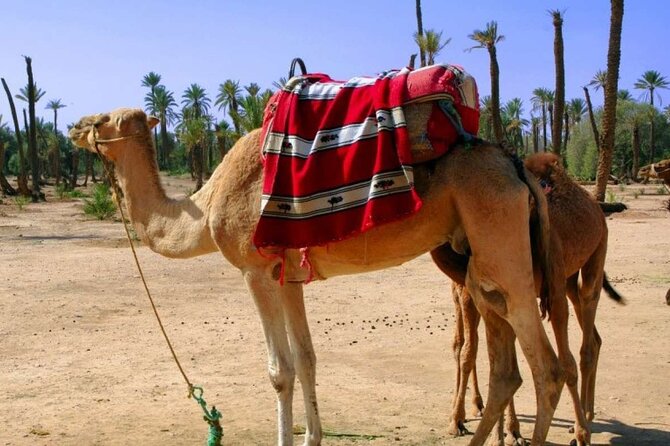 Marrakech Camel Ride - Tour Overview