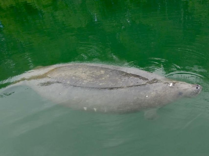 Miami: Manatee Season Tour Paddleboard or Kayak Tour - Key Points