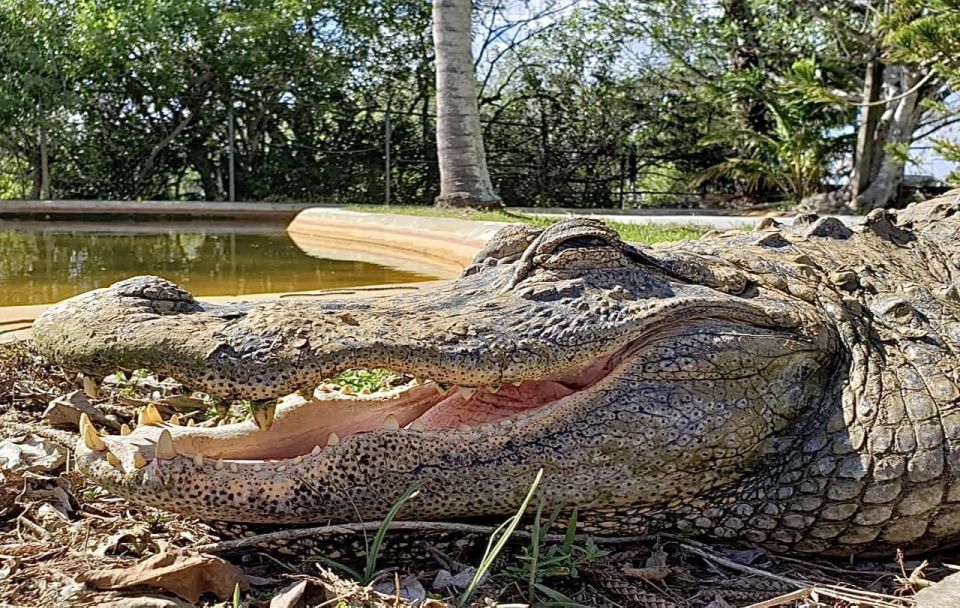 Miami: Original Everglades Airboat Tour & Alligator Exhibit - Key Points