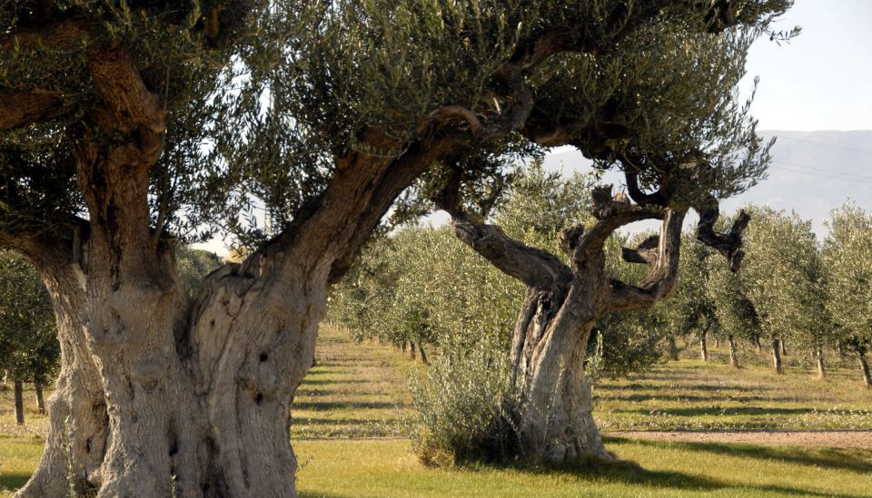 Midday Olive Oil Tour and Visit to Old Town of Belchite - Key Points