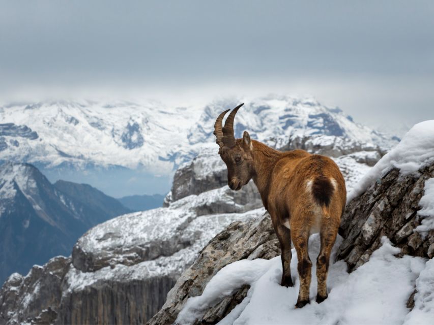 Mount Pilatus (Private Tour) - Key Points