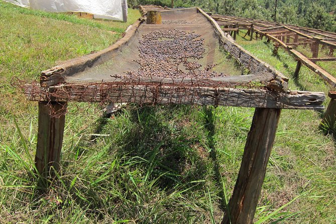 Nairobi Coffee Farm and Factory Tour - Exploring the Coffee Estate