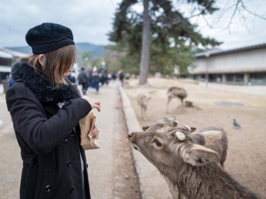 Nara's Historical Wonders: A Journey Through Time and Nature - Key Points