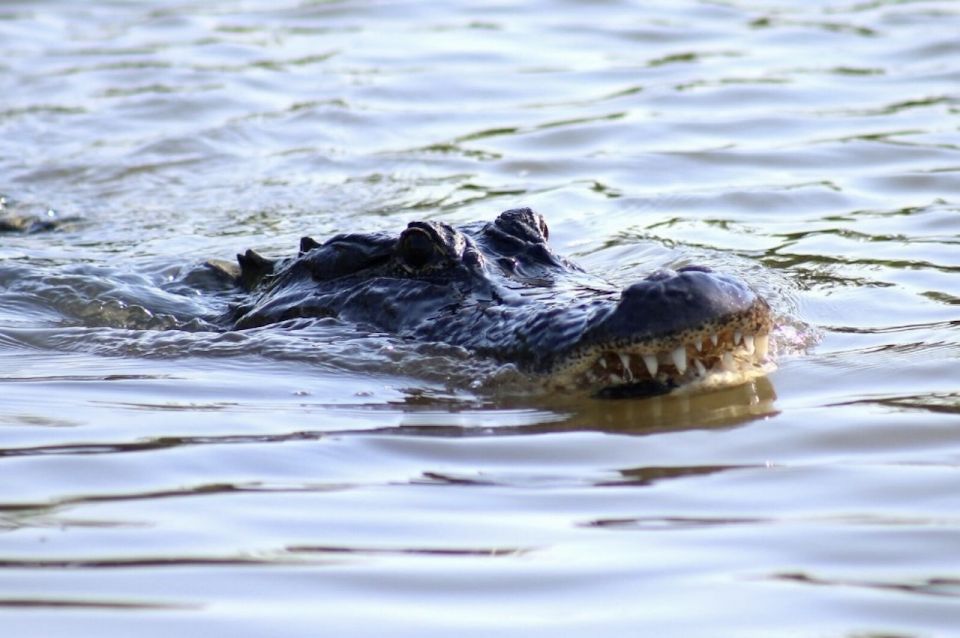 New Orleans: Swamp Tour on Covered Pontoon Boat - Key Points