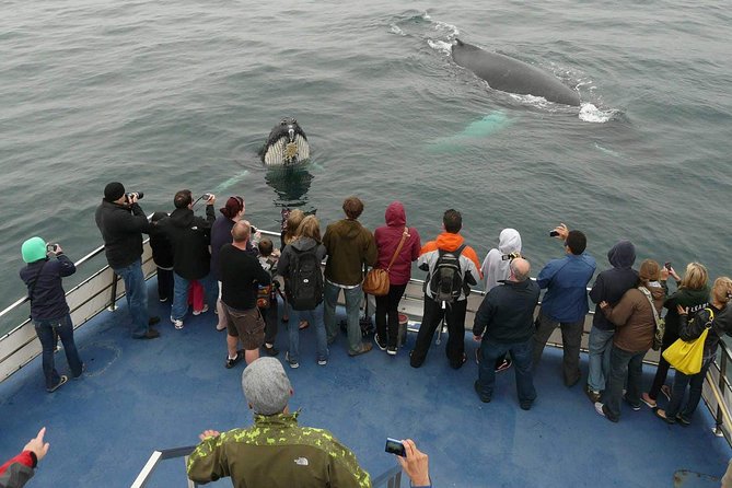 Newfoundland Puffin and Whale Watch Cruise - Key Points