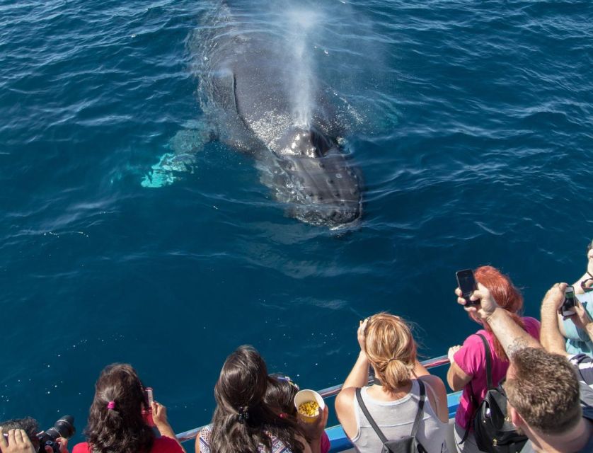 Newport Beach: Luxury Whale Watching Catamaran Cruise - Key Points