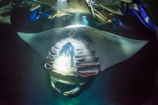 Night Manta Ray Experience - Overview of the Experience