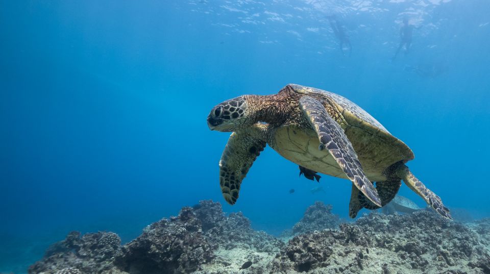 Oahu: Honolulu Turtle Canyon Snorkeling Tour - Key Points