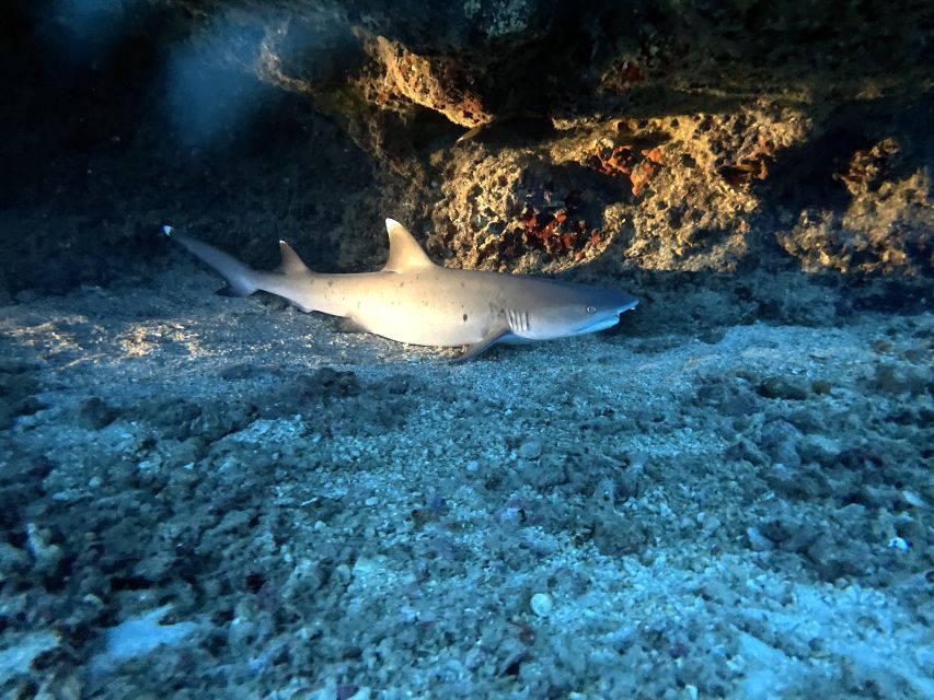 Oahu Night Dive: Adventure for Certified Divers - Key Points