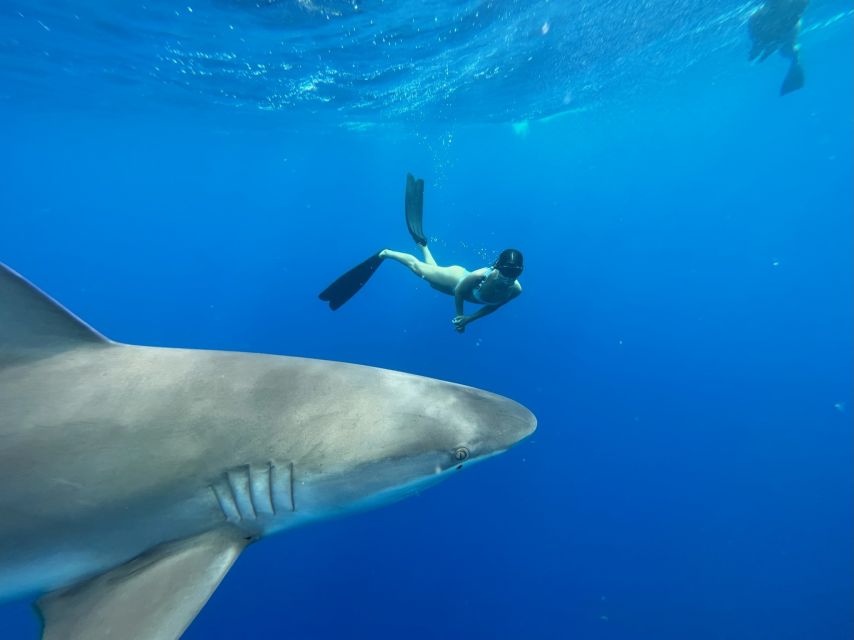 Oahu: North Shore Cageless Shark Snorkeling Tour - Key Points