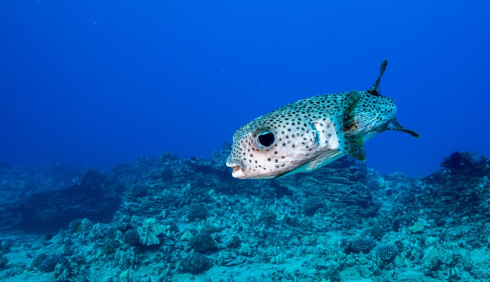 Oahu: Shallow Reef Scuba Dive for Certified Divers - Key Points