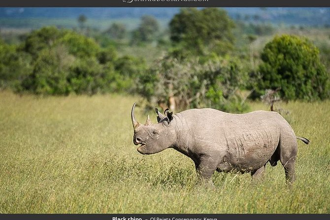 Ol Pejeta Conservancy Day Tour From Nairobi - Key Points