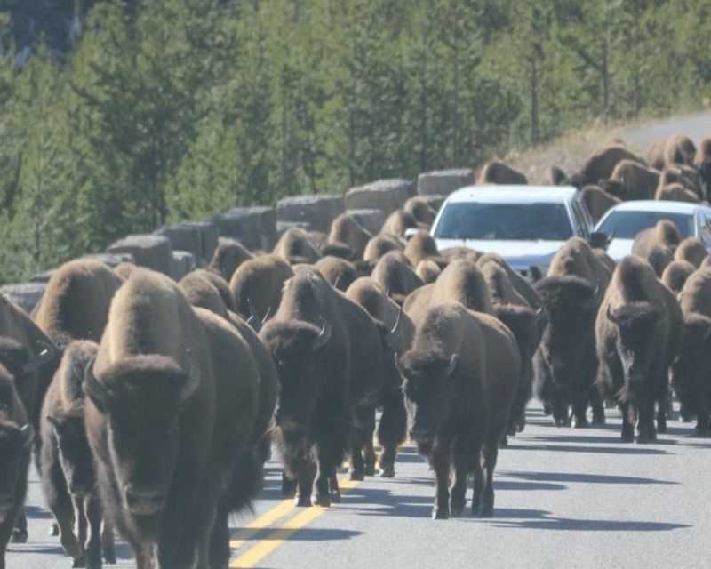 Old Faithful Lower Loop Tours - Key Points