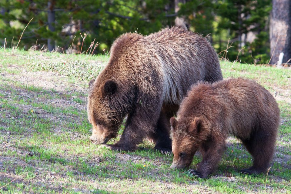 Old Faithful & Yellowstone Highlights - National Park Tour - Key Points