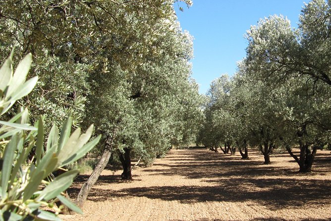 Olive Oil Tour and Visit to Belchite Old Town - Key Points