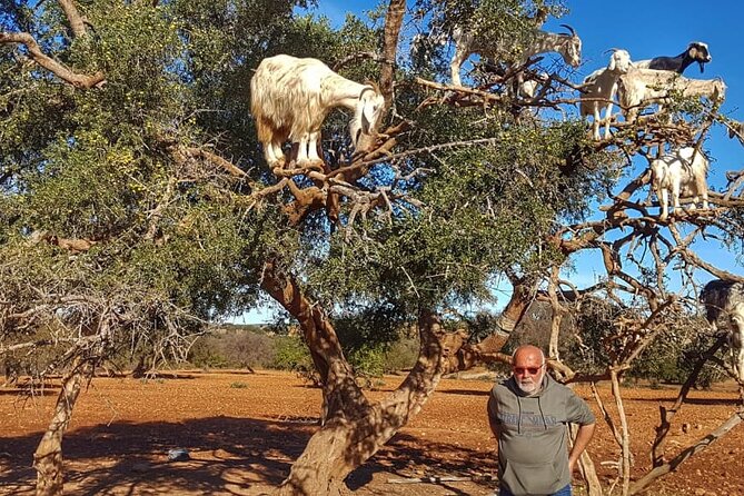 One Day Trip From Marrakech To Essaouira - Visit Argan Oil Factory