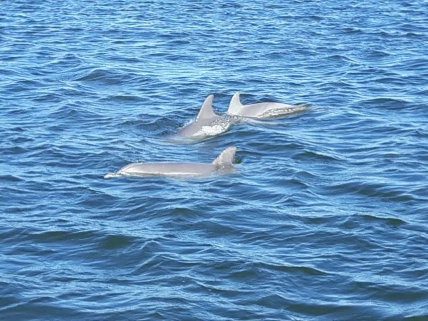 Orange Beach: Dolphin-Watching Sunset Catamaran Cruise - Key Points